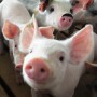 Cash-traded weaner pig reported volume was above average this past week, with 37,297 head reported. Cash weaner pig reported prices were $58.24, down $0.91 per head from last week.