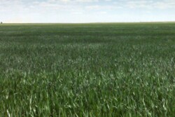 wheat-field