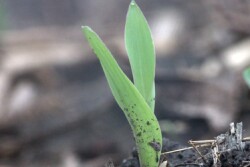 Emerged Corn Iowa