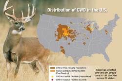 CWD has infected deer and elk populations in 181 counties across 22 states.