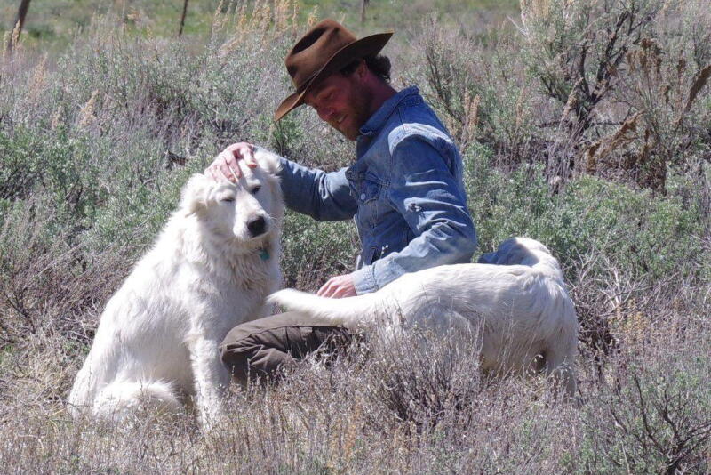 Blaine County, Idaho, sheep rancher Cory Peavey and his dogs.