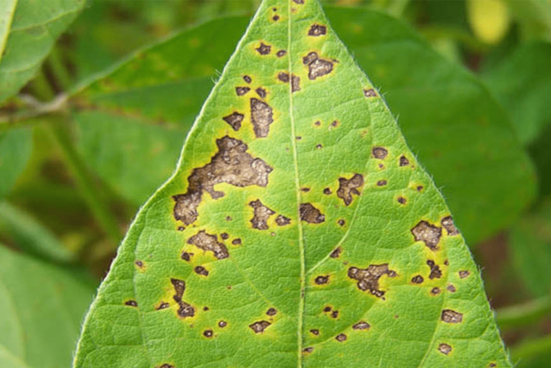 Soy Rust What Is Soybean Rust? Symptoms and Causes - AgWeb