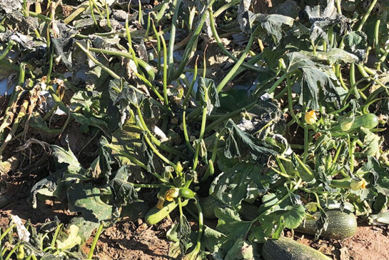 Weather in Guaymas, Sonora, Mexico, has been unseasonably cold, says Al Voll, salesman at Fresh Farms in Rio Rico, Ariz.