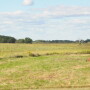 Farm Journal Pulse shows 48% of corn growers plan to file prevented plant on some acres.