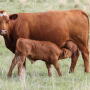 Red cow calf