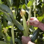 syngenta_corncob