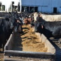 Feeder cattle