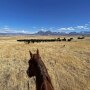 Scenic Mesa Ranch CO