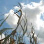 dry_corn_sky2.jpg