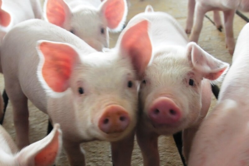 The first few weeks of a pig's life are important for their health and growth potential and can also be a challenge with changes in environment and diet. Here's some tips on how to help them thrive from the beginning.