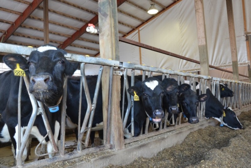 DT_Dairy_Cows