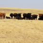 Managing-Cowherd.png