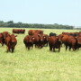 Texas_Cattle