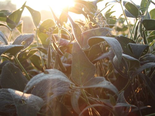 soybeans-in-sun-crop-tour-2014.jpg