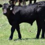 Calf