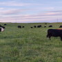 Range cows