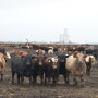 BT_Cattle_Feedlot