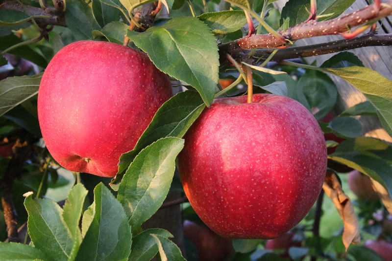 gala apples - michigan