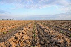 Syngenta has a new soybean seed treatment to protect young seedlings in 2020.