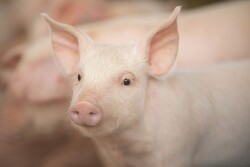 Weaned pig PIC