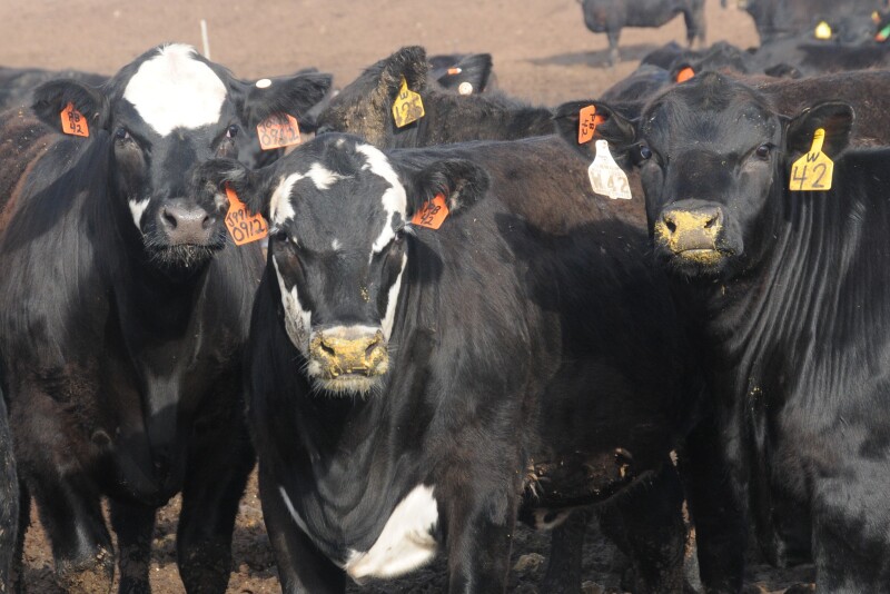 Feedlot