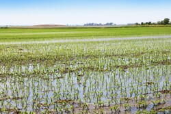 crop insurance decisions.jpg