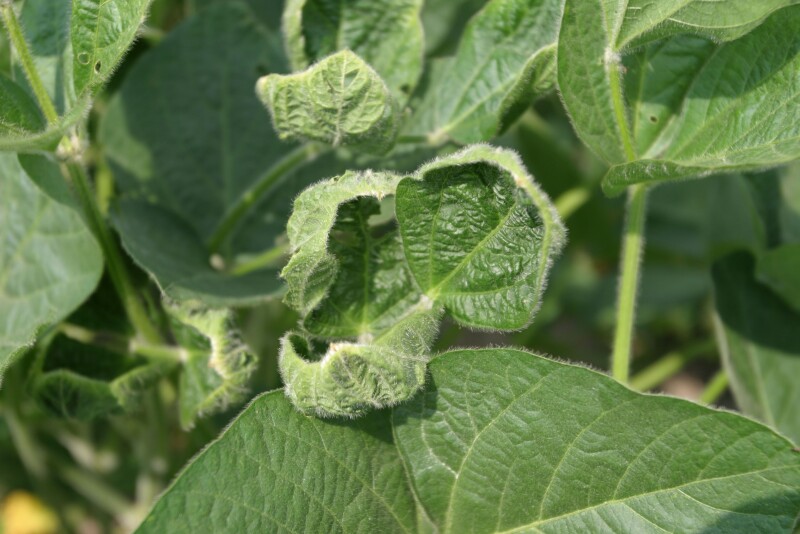 Missouri farmer charged with misuse of dicamba.