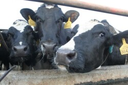WeighRite-dairy_pix_2-1-13_044_-_Copy