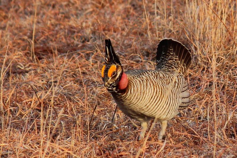 Lesser Prairie Chicken