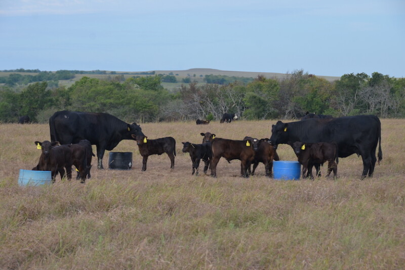 Quality mineral supplements are an investment in the overall performance of your cattle herd.