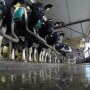 Cows in a dairy parlor. 