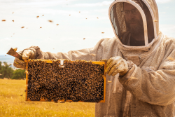 Beekeeper, hive