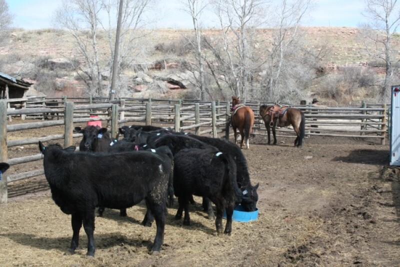 Synchronization with fixed-time insemination can reduce labor and animal handling when compared with AI systems that use estrus detection, but some tests have shown reductions in AI conception rates.