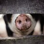 Pig By Fence