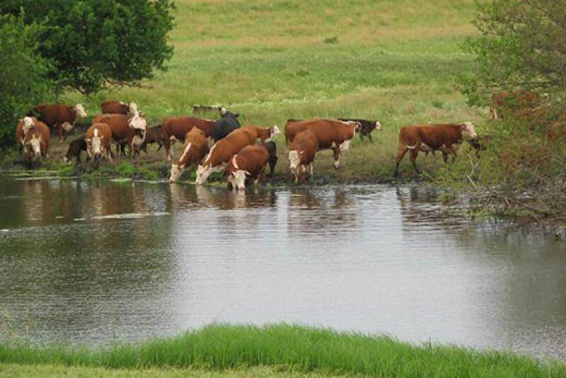 Cattle drinking