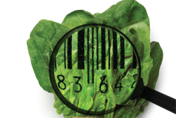 Food safety photo illustration