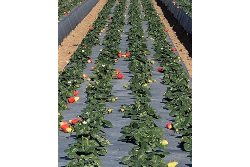 Strawberries