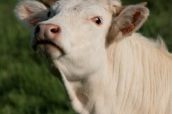 french-cow