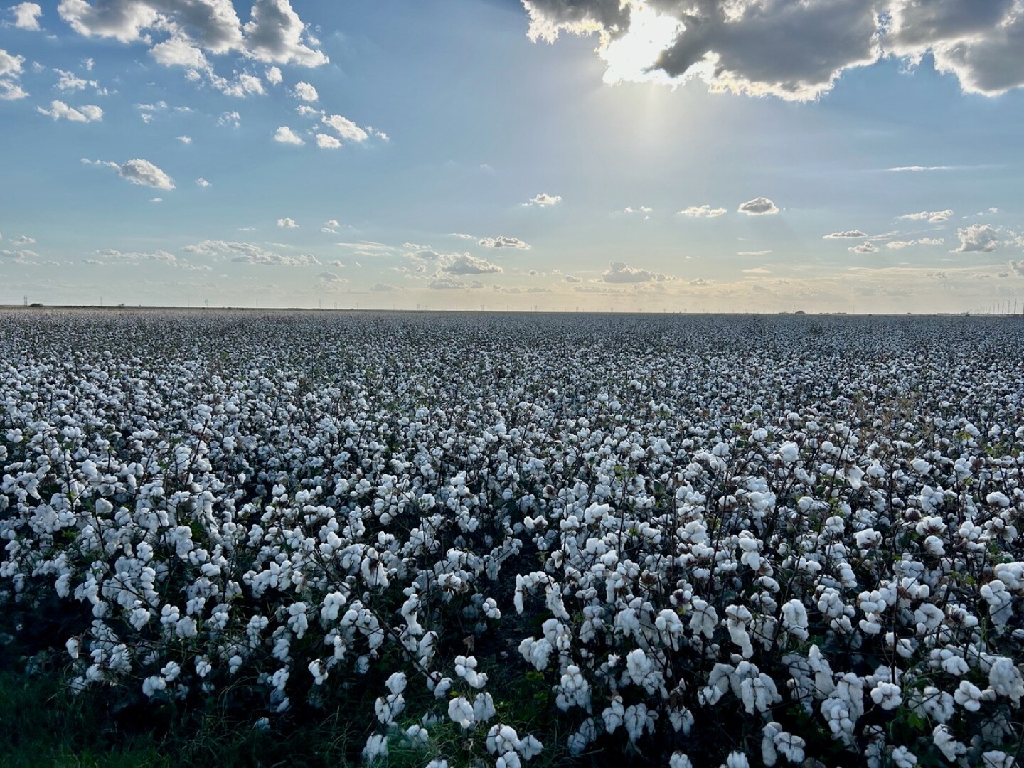 info-1-1 Cotton soil testing