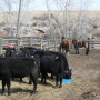 Synchronization with fixed-time insemination can reduce labor and animal handling when compared with AI systems that use estrus detection, but some tests have shown reductions in AI conception rates.