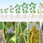 Soybean Growth Stages