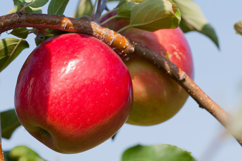 Honeybear Brands plans to sample First Kiss apples at its Fresh Summit booth.