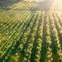 aerial view of apple orchard