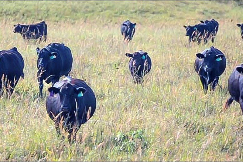 ranch cows
