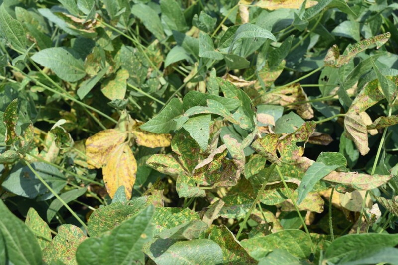 Sudden Death Syndrome on soybeans.  