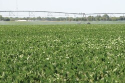 Soybeans