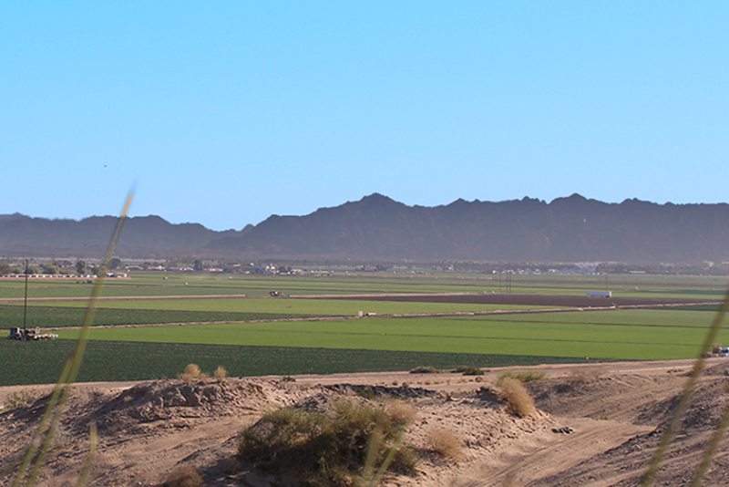 Photo of leafy greens field in Arizona