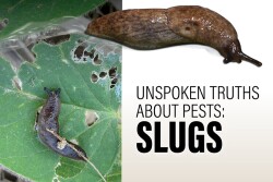 Slugs