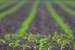 emerging_corn.jpg