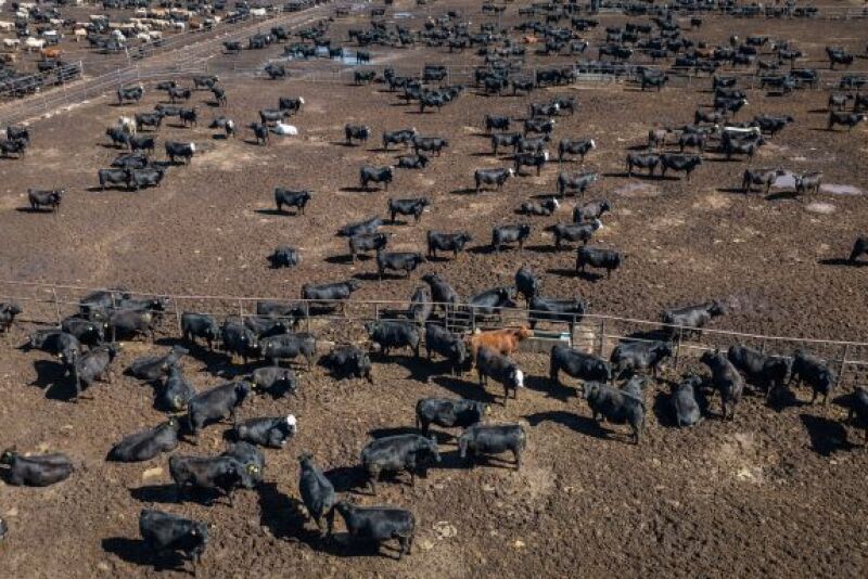 Feedlot